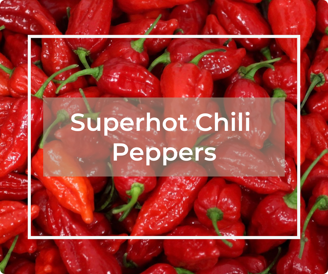 Superhot Chili Peppers